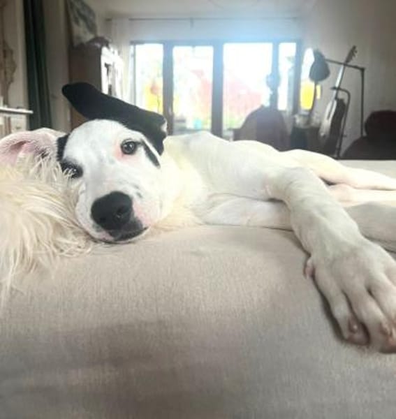 Sjaakie - aus großer Not gerettet