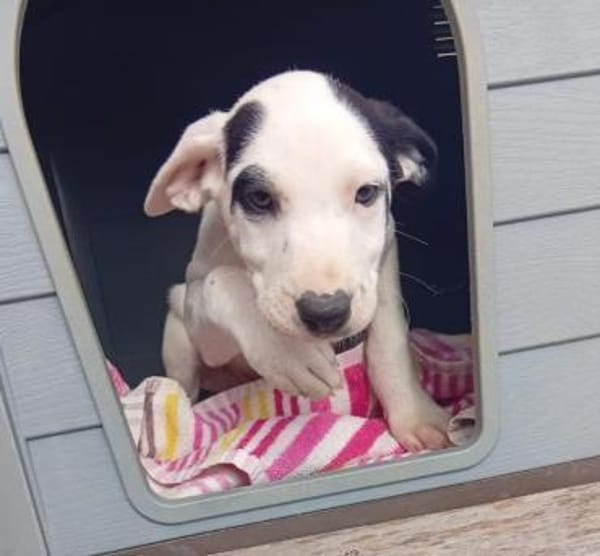 Sjaakie - aus großer Not gerettet