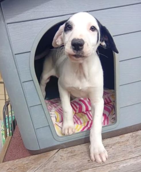 Sjaakie - aus großer Not gerettet