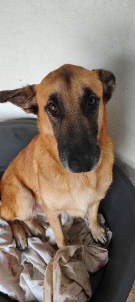 Ross, in Deutschland auf PS