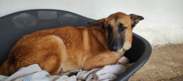 Ross, in Deutschland auf PS