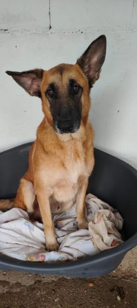 Ross, in Deutschland auf PS