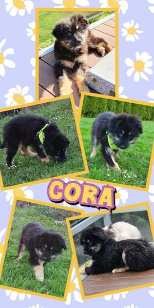 süßes Welpenmädchen Cora auf PS 92348