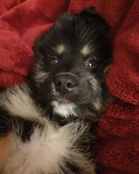 süßes Welpenmädchen Cora auf PS 92348