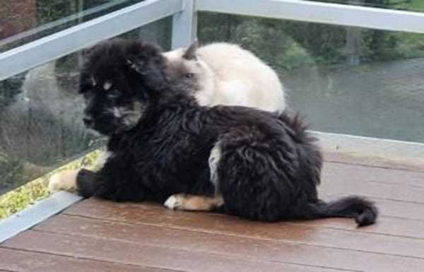 süßes Welpenmädchen Cora auf PS 92348