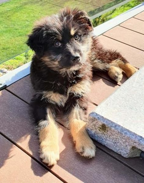 süßes Welpenmädchen Cora auf PS 92348