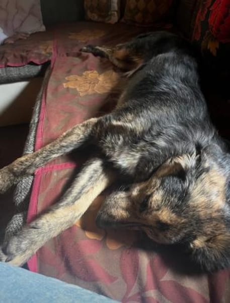 Grace; verletzt und krank geborgen