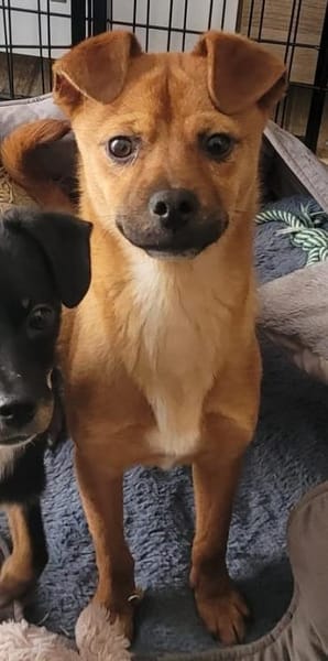 Simba sucht hundeerfahrene Löwenbändiger