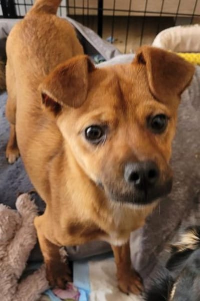 Simba sucht hundeerfahrene Löwenbändiger