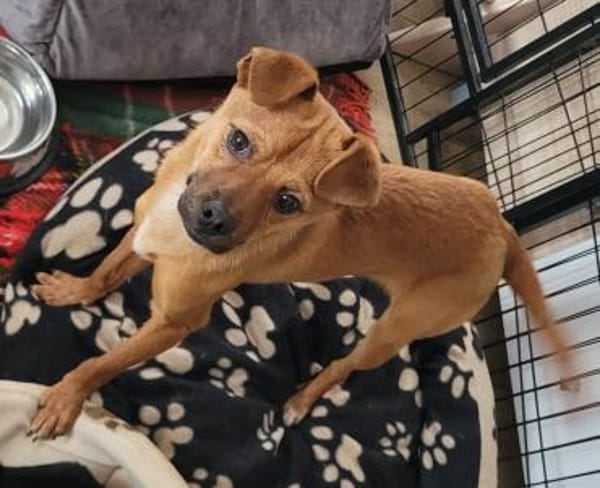 Simba sucht hundeerfahrene Löwenbändiger