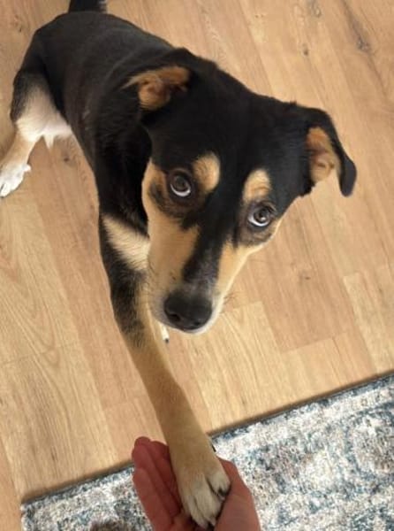 fröhlicher Aarne sucht seinen Menschen