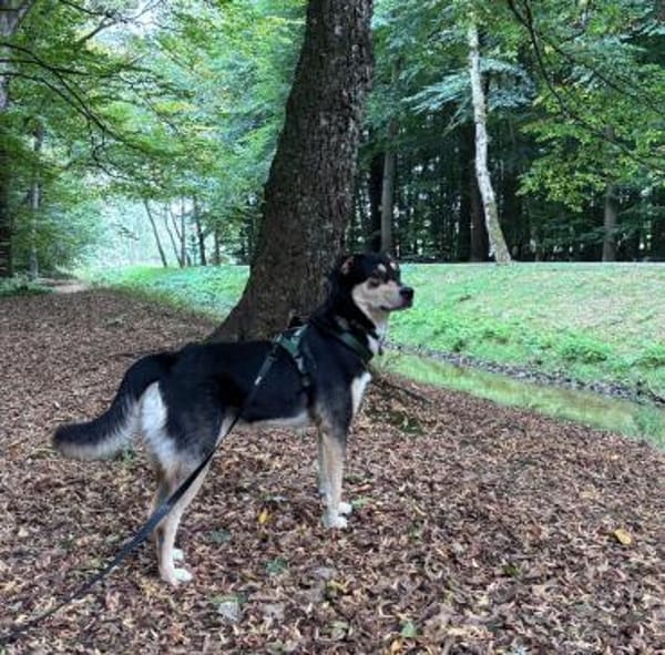 fröhlicher Aarne sucht seinen Menschen