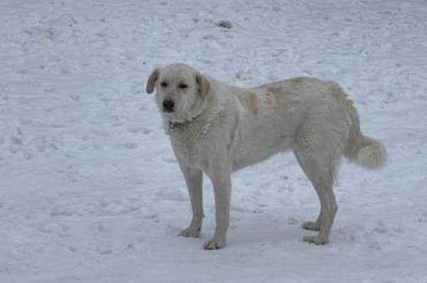 Ulrike - wartet in 39615 Seehausen