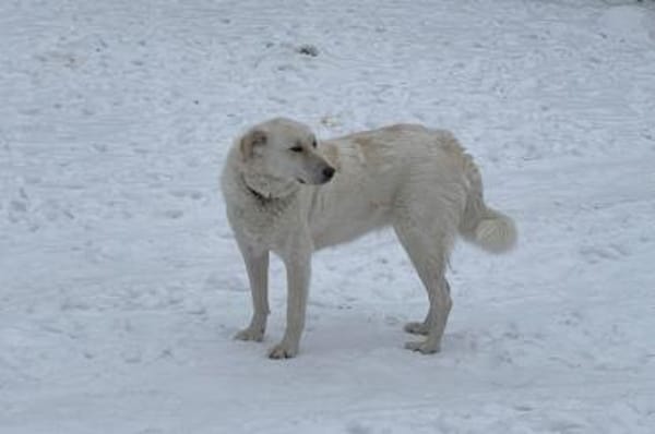 Ulrike - wartet in 39615 Seehausen