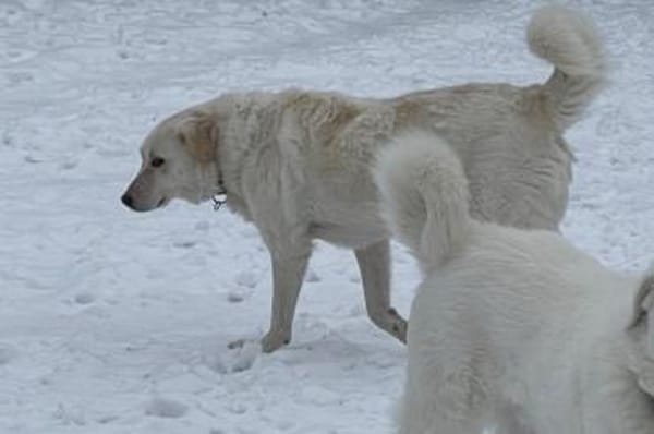 Ulrike - wartet in 39615 Seehausen