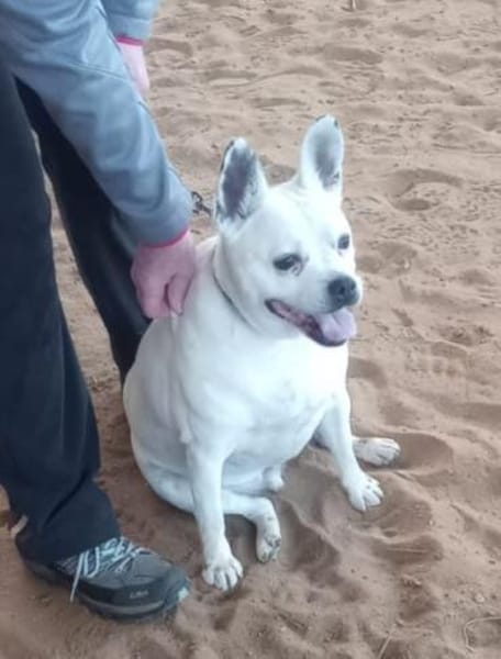 Milo - sucht ein neues Zuhause!