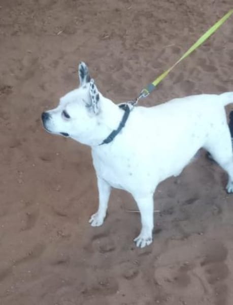 Milo - sucht ein neues Zuhause!