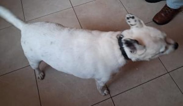 Milo - sucht ein neues Zuhause!