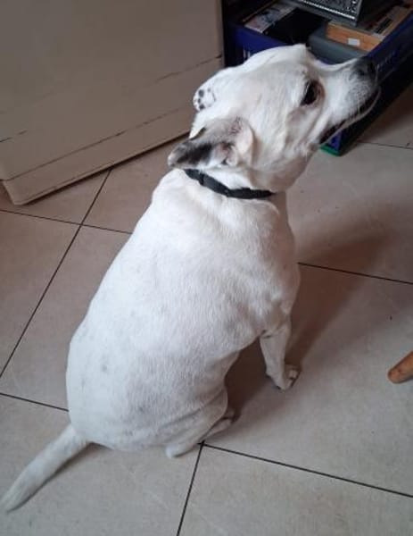 Milo - sucht ein neues Zuhause!