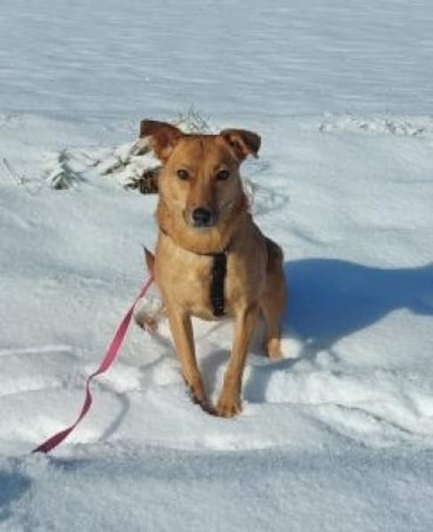 IVY 40 cm (Pflegestelle)