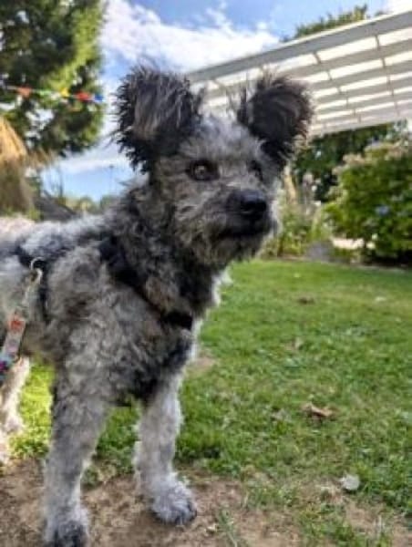 Toto 40 cm (Pflegestelle)