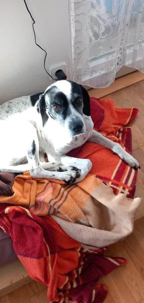 Biscuit wartet in München