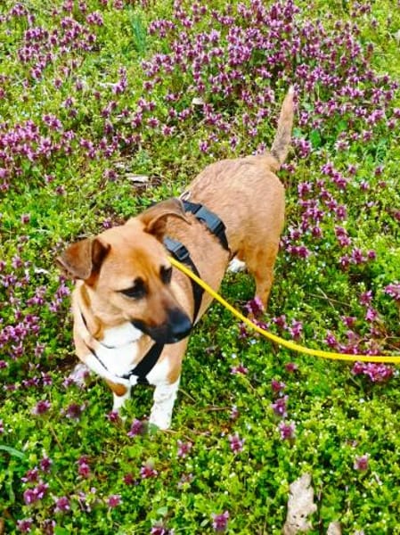 kleine, süße Katinka auf PS in 91353