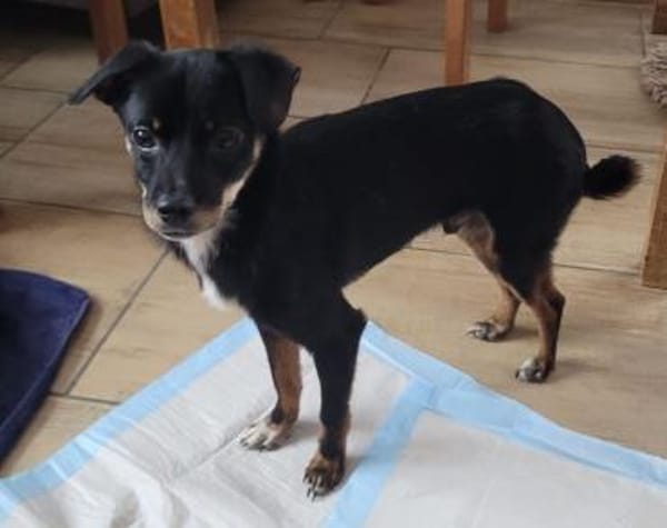 Simon sucht einen Beschützer