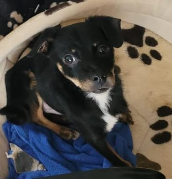 Simon sucht einen Beschützer