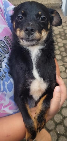 Simon sucht einen Beschützer