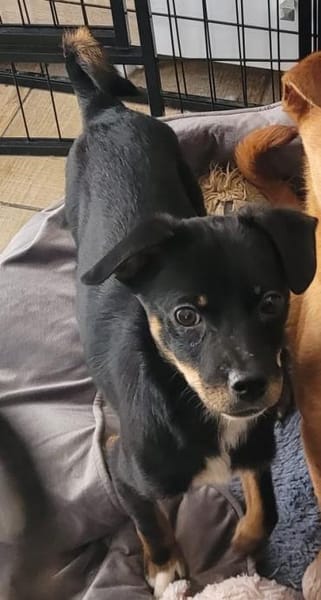 Simon sucht einen Beschützer