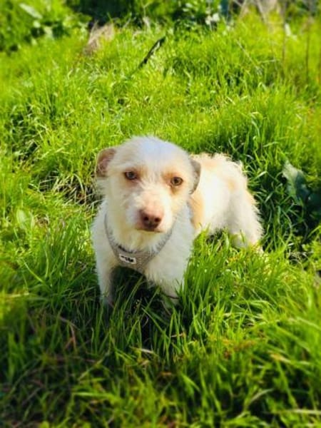 Gero einfach nur toll