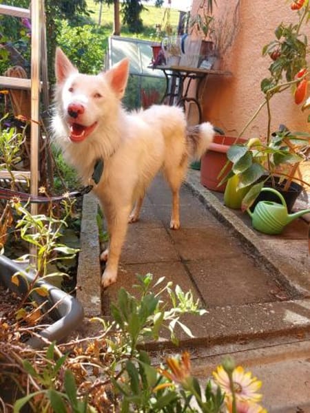 Valentin/ Polares in  Deutschland