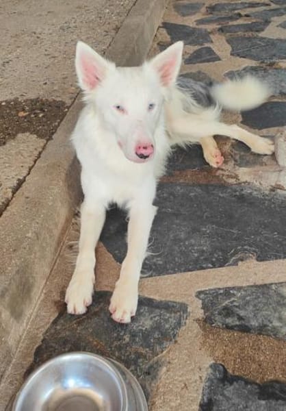 Valentin/ Polares in  Deutschland