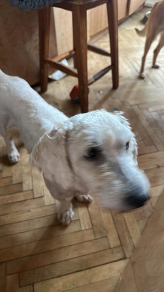 Penny, kleines Lockenköpfchen sucht