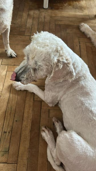 Penny, kleines Lockenköpfchen sucht