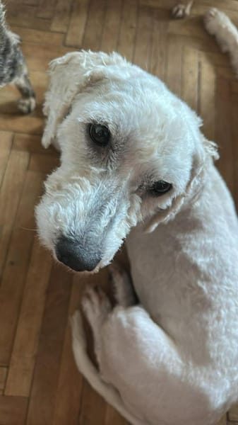 Penny, kleines Lockenköpfchen sucht