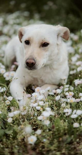 LIMA - geb. ca. 04/2023 - Labrador Mix