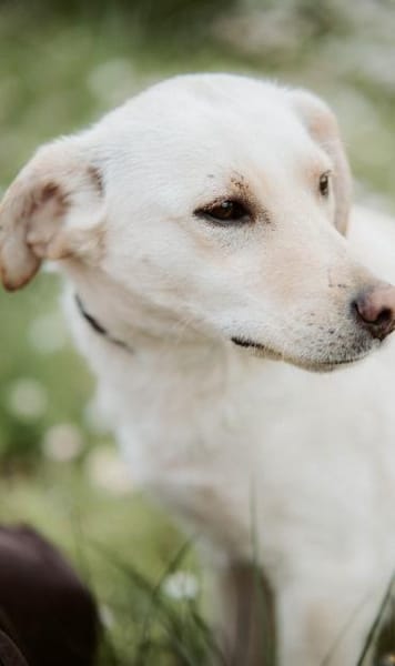LIMA - geb. ca. 04/2023 - Labrador Mix