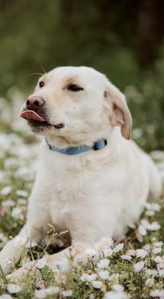 LIMA - geb. ca. 04/2023 - Labrador Mix