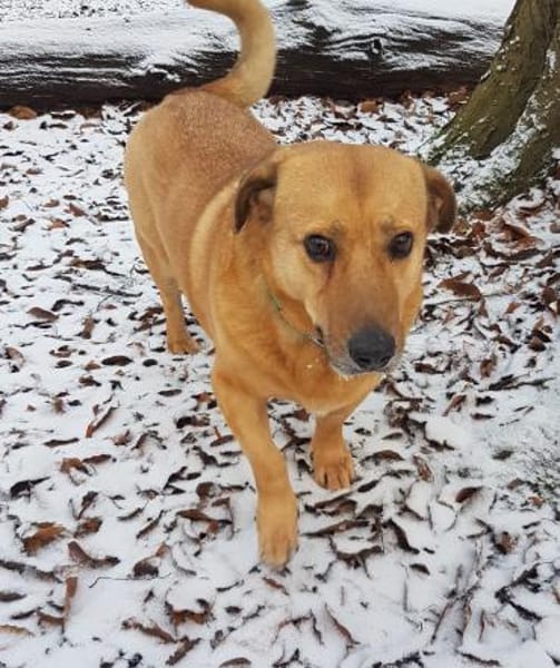 Choco,unkomplizierter Rüde sucht Liebe