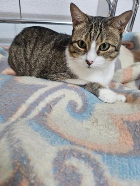 armer Knopf Miki in Essen (ALO)