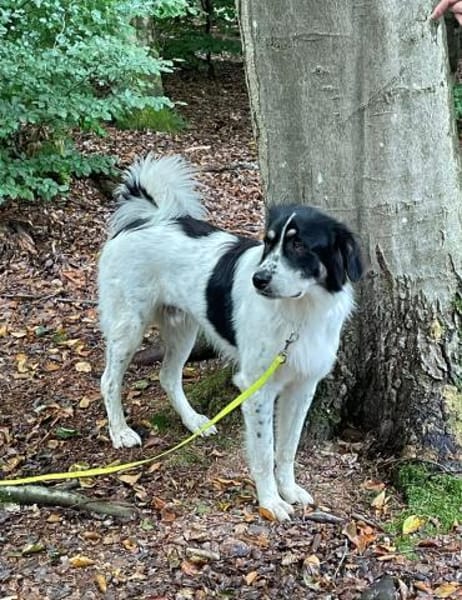 Lieber Sealy♥ sucht sein Heim