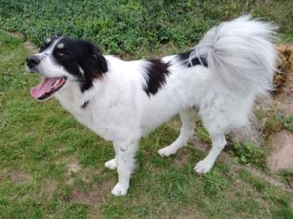 Lieber Sealy♥ sucht sein Heim