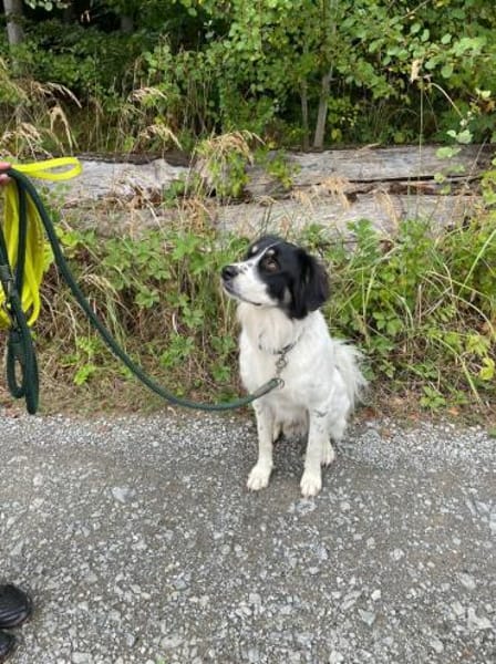 Lieber Sealy♥ sucht sein Heim