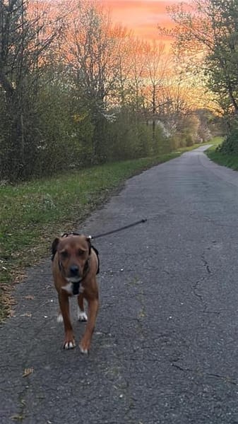 Falk, geb. ca. 02/2024, GRIECHENLAND