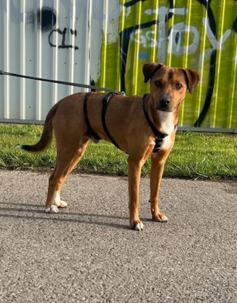 Falk, geb. ca. 02/2024, GRIECHENLAND