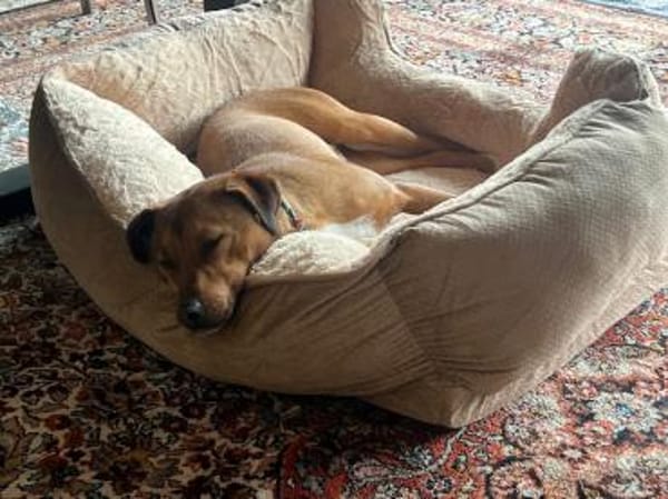 Falk, geb. ca. 02/2024, GRIECHENLAND