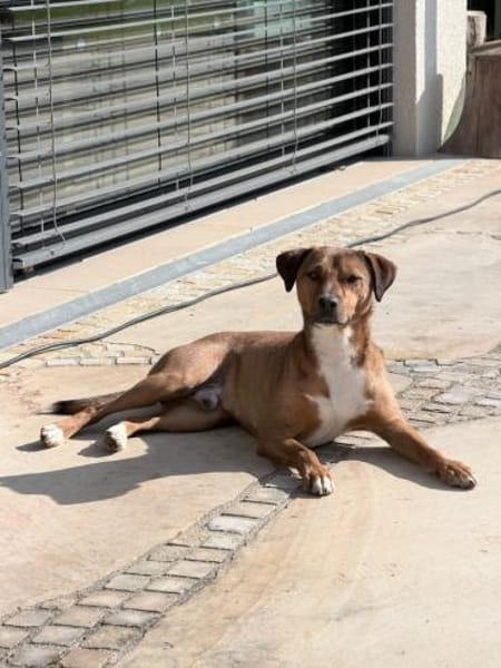 Falk, geb. ca. 02/2024, GRIECHENLAND