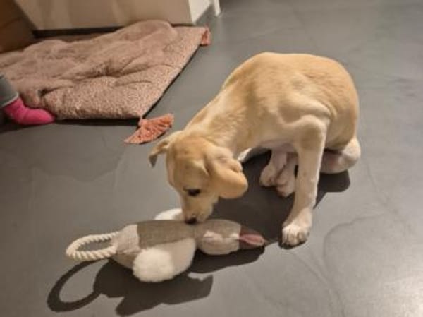 Geben Sie Aurelia eine Chance?